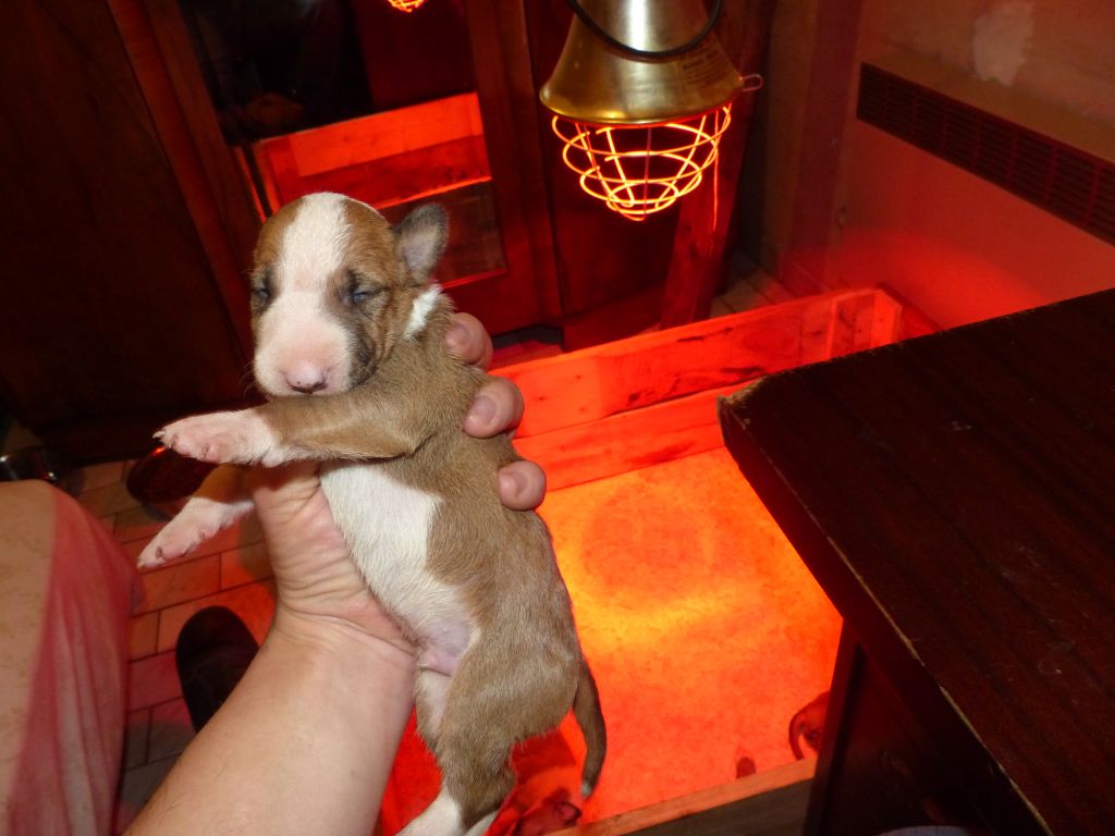 De La Fourberie Des Molosses - Chiot disponible  - Bull Terrier