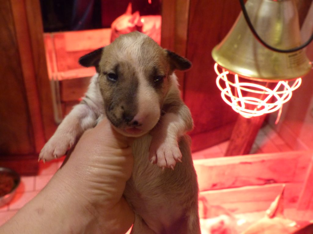 De La Fourberie Des Molosses - Chiots disponibles - Bull Terrier