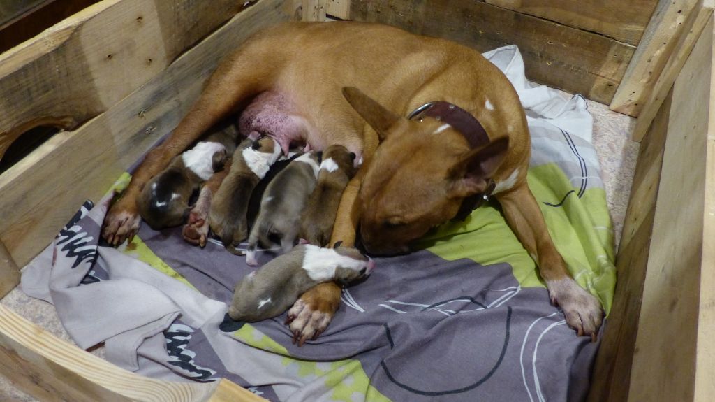 Chiot Bull Terrier De La Fourberie Des Molosses