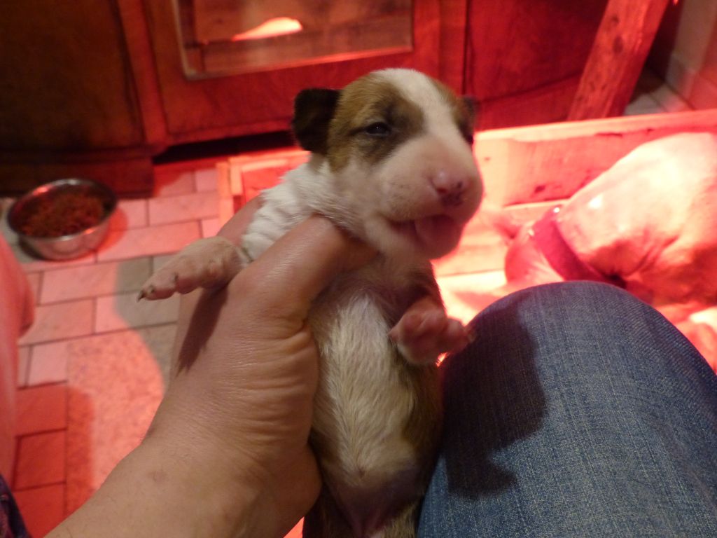 De La Fourberie Des Molosses - Chiots disponibles - Bull Terrier